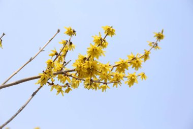 İnanılmaz çiçeklere yakın.