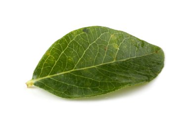 Beyaz arkaplanda izole edilmiş ağaç yaprakları