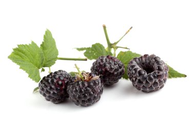 Black raspberries (Rubus occidentalis) and leaf isolated on white clipart