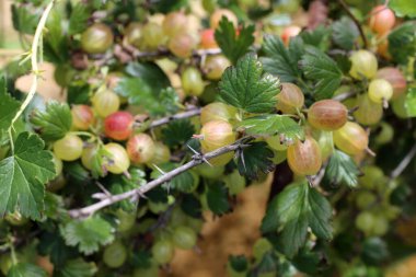 Bitkinin üzerinde olgunlaşmış bektaşi üzümü. Hasat et