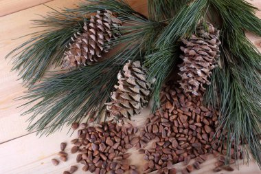 Çam fıstığı. Hassasiyet