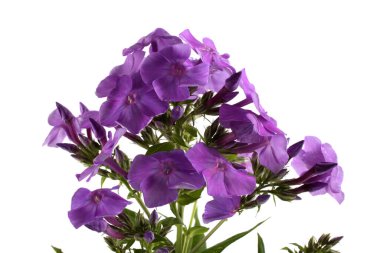 Phlox beyaz üzerine izole