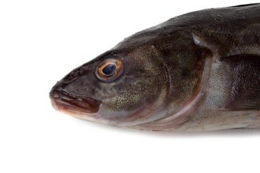 Deniz levreği beyazda yalıtılmış