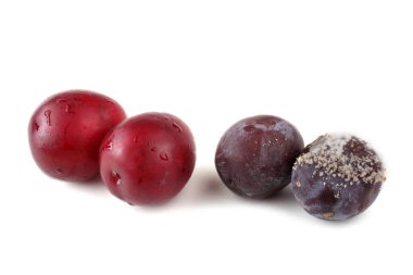 Erikler ve çürük erikler