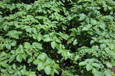 Patates yetiştiriyorum. Sahada patates hasadı