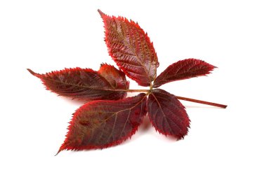 Blackberry 'nin sonbahar yaprakları beyaz arkaplanda