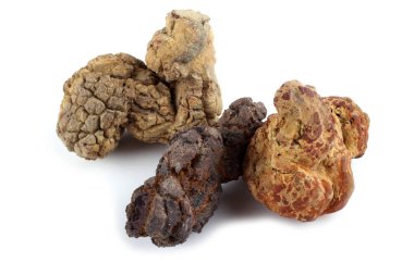 Antik dinozor dışkısı fosili