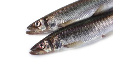 Gökkuşağı eritilmiş (Osmerus mordax) beyaz üzerine izole edilmiş
