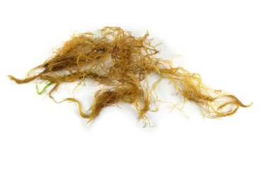 Kahverengi alg beyaz üzerine izole