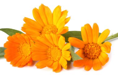 Beyaz arkaplanda izole edilmiş sarı çiçekler