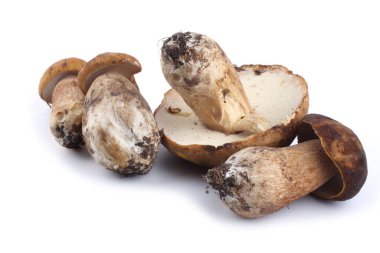 Kral Bolete (seps, porcini, penny bun, Boletus edulis)