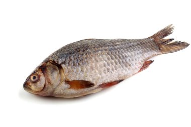 Crucian sazanı beyaza izole edilmiş.