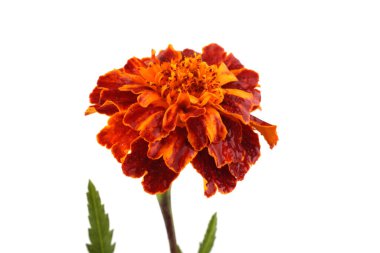 Marigold çiçeği beyaz arkaplanda izole edilmiş.