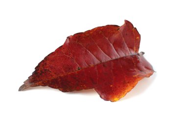 sonbahar yaprakları beyaz arkaplanda izole