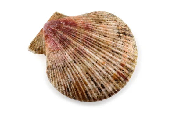 Scallop Isolerad Vitt — Stockfoto