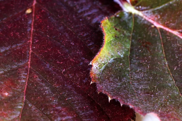 Autumn Leaf Macro Shot Textured Background — Stock Photo, Image