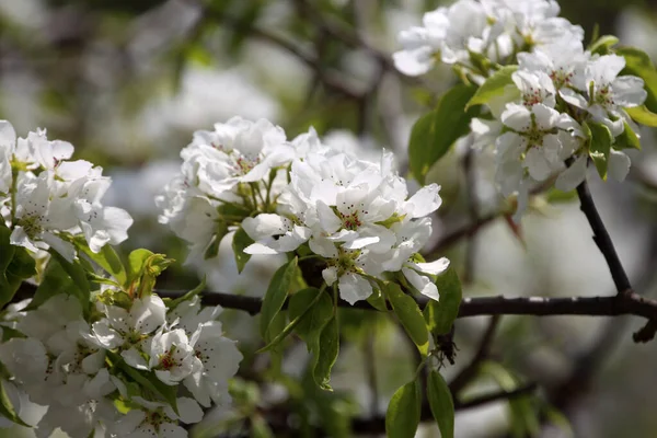 Pear Blossom Beautiful White Flowers — Stock Photo, Image