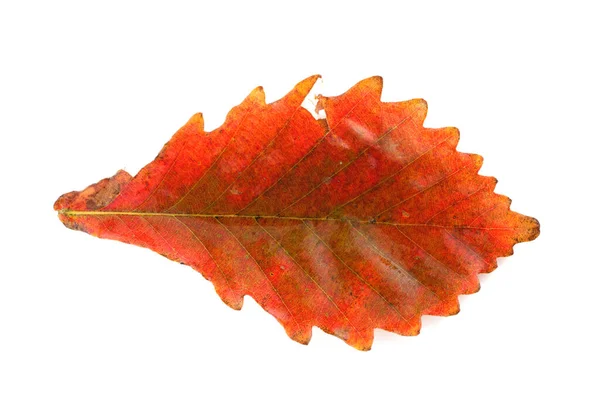 紅葉の木は白い背景に隔離され — ストック写真
