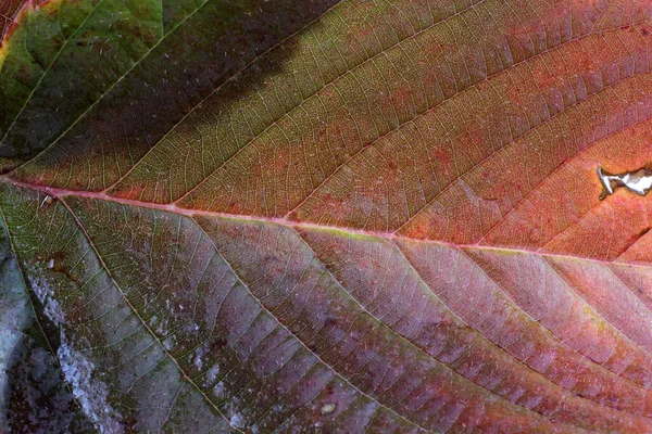 Autumn Leaf Macro Shot Textured Background — Stock Photo, Image