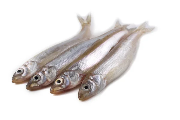 Aziatische Smelt Vis Geïsoleerd Wit — Stockfoto