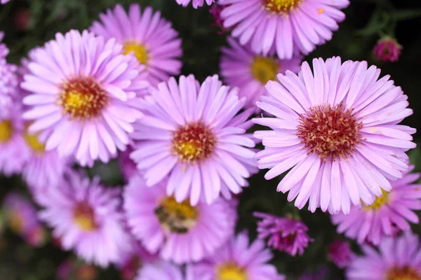 놀라운 꽃들이 — 스톡 사진