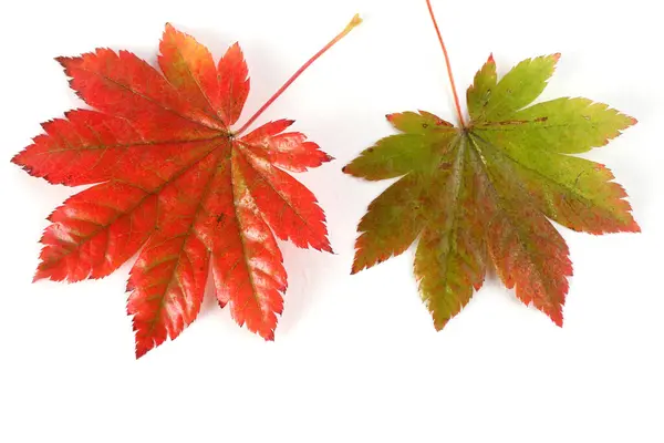 Herbst Blätter Isoliert Auf Weißem Hintergrund — Stockfoto