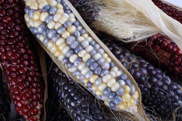 Необычный Цвет Кукурузы Ацтекская Кукуруза — стоковое фото