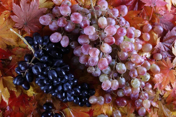 Traubenstrauß Auf Herbstblättern Isoliert Auf Weißem Grund — Stockfoto