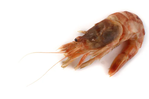 Argis lar (kuro shrimp, Northern Argid). Pacific shrimp