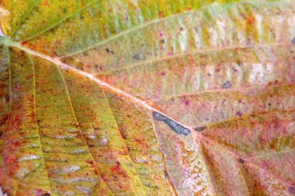 Primer Plano Las Hojas Brillantes Otoño — Foto de Stock