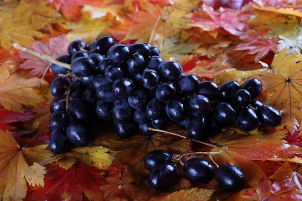Bunch Fresh Grapes Autumn Leaves Isolated White — Stock Photo, Image