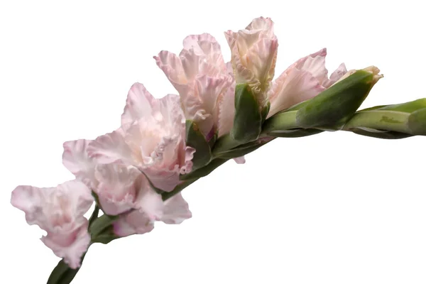 Cream Color Gladiolus Isolated White — Stock Photo, Image