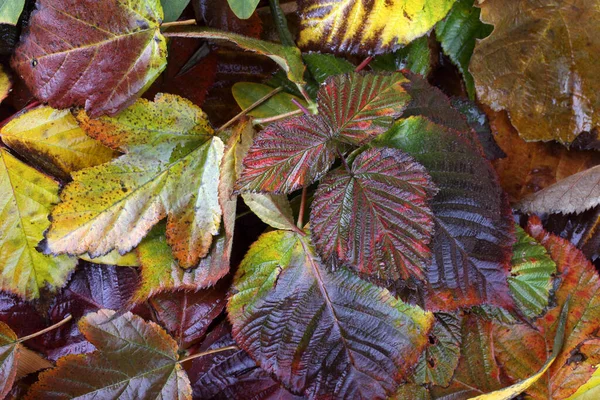 Close Autumn Leaves Textured Background — Stock Photo, Image