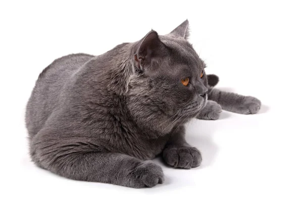 Britische Katze Isoliert Auf Weißem Hintergrund — Stockfoto