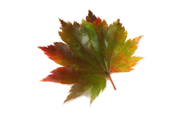 Herbst Mehrfarbiges Ahornblatt — Stockfoto