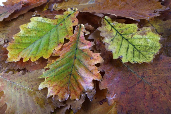 Sluiting Van Herfstbladeren Getextureerde Achtergrond — Stockfoto