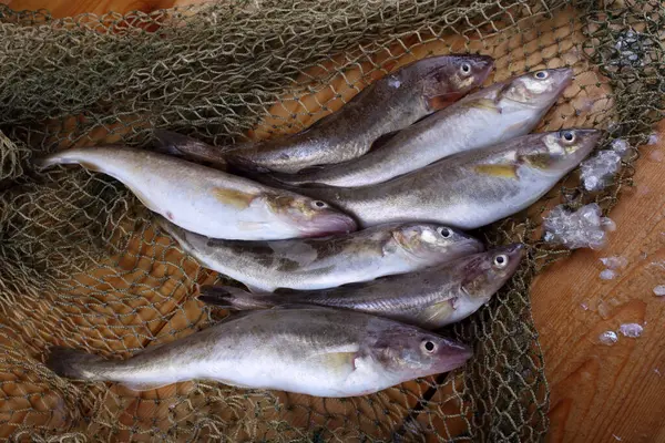 Bacalhau Açafrão Rede — Fotografia de Stock