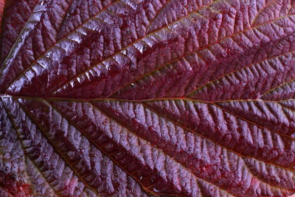 Makro Záběr Podzimních Listí — Stock fotografie