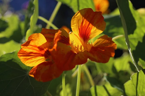 Oranje Nasturtium Tegen Het Licht — Stockfoto