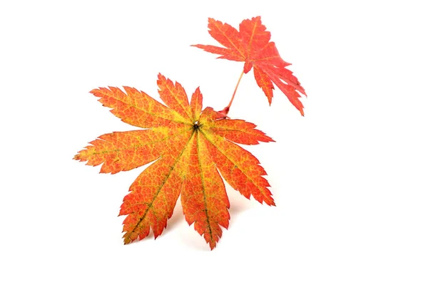 Feuilles Automne Isolées Sur Fond Blanc — Photo