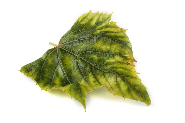 Autumn Grape Leaf White Background — Stock Photo, Image