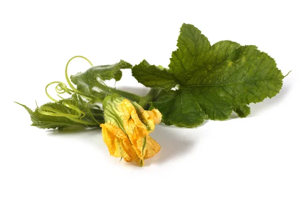 Fleur Feuille Courge Isolées Sur Blanc — Photo