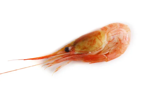 Northern Shrimp Isolated White — Stock Photo, Image