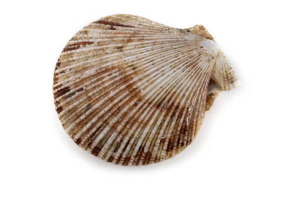 Scallop Izolowany Białym — Zdjęcie stockowe