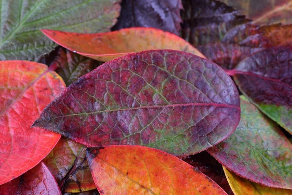 Primer Plano Las Hojas Caídas Otoño — Foto de Stock