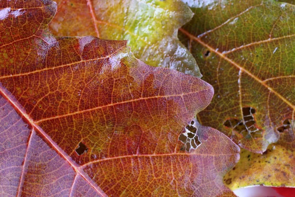 Close Bright Autumn Leaves — Stock Photo, Image