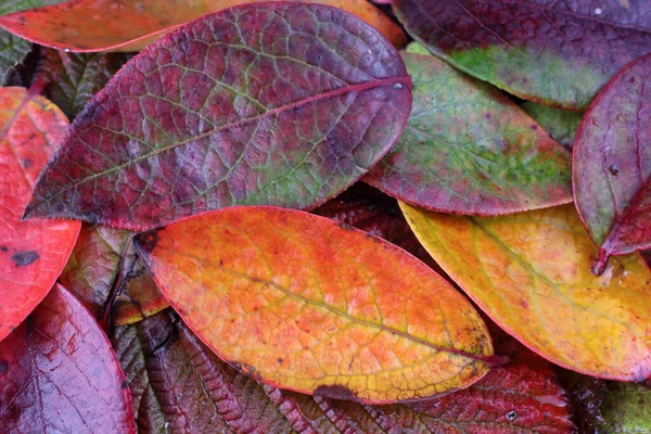 Nahaufnahme Von Abgefallenen Herbstblättern — Stockfoto