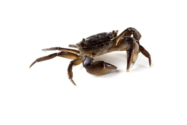 Cangrejo Pequeño Con Garras Grandes —  Fotos de Stock