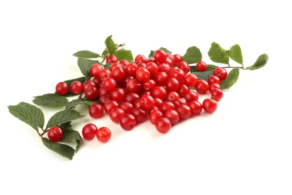 stock image Nanking cherry and branch