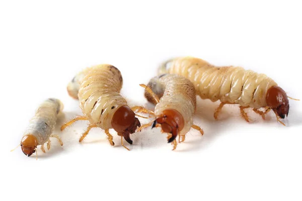 Larva Chafer Isolada Branco — Fotografia de Stock